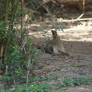 Wild Rabbit in Bongo Exhibit