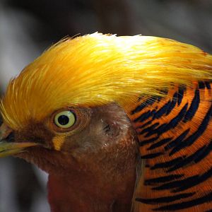 Golden Pheasant