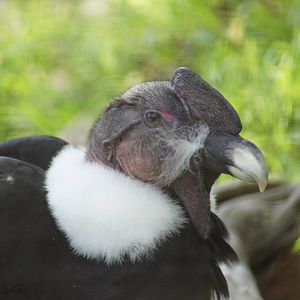 Andean Condor 'Bruce'