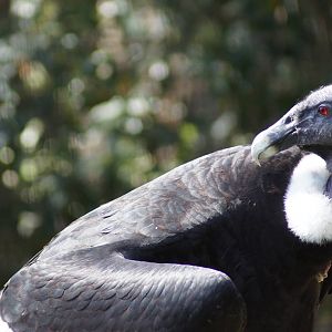 Andean Condor 'Connie'