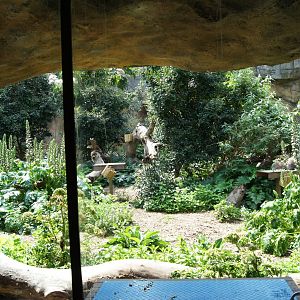 Ringtail Lemur Exhibit