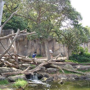 Right Hand Side of Gorilla Exhibit