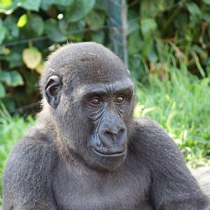 Western Lowland Gorilla 'Fuzu'
