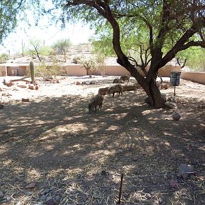 Arizona Trail - Collared Peccary Exhibit