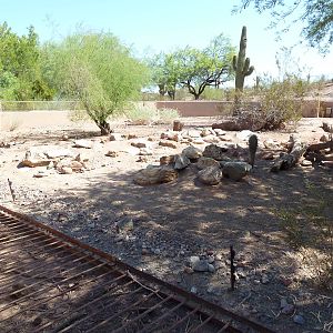 Arizona Trail - Collared Peccary Exhibit