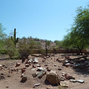 Arizona Trail - Collared Peccary Exhibit