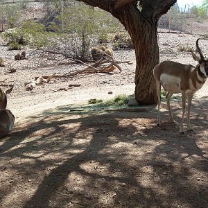 Arizona Trail - Pronghorn Antelope