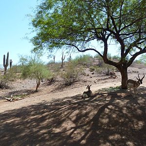 Arizona Trail - Pronghorn Antelope Exhibit