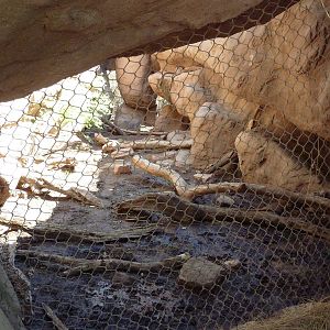 Arizona Trail - Cougar Exhibit