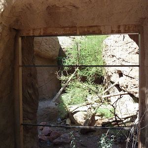Arizona Trail - Bobcat Exhibit