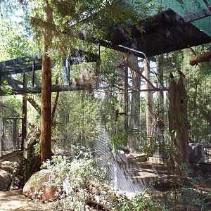 Arizona Trail - Thick-Billed Parrot/Pinyon Jay Exhibit