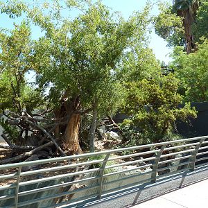 Arizona Trail - White-Nosed Coati Exhibit