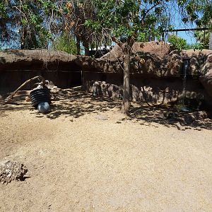 Visayan Warty Pig Exhibit