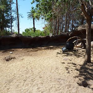 Visayan Warty Pig Exhibit