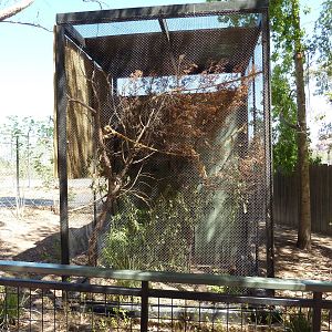 Black-Capped Lory Exhibit