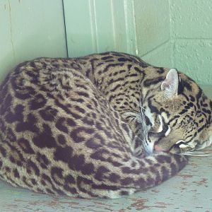 Ocelot