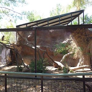 Spectacled Owl Exhibit