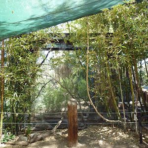 Blue-Grey Tanager Exhibit