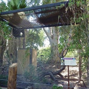 Blue-Crowned Motmot Exhibit