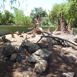 Rhinoceros Iguana Exhibit