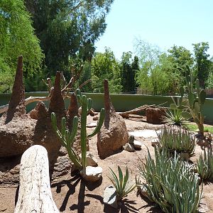 Rhinoceros Iguana Exhibit