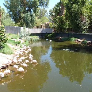 Wetlands Habitat (5 Species)