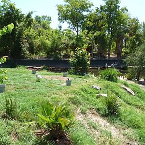 Wetlands Habitat (5 Species)