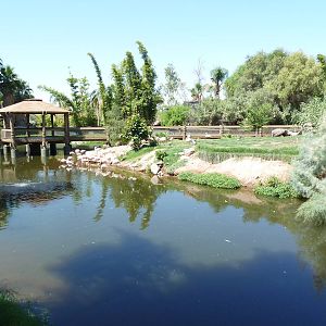 Wetlands Habitat (5 Species)