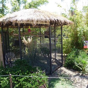 Golden Conure Exhibit
