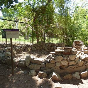 Forest Of Uco - Ruins