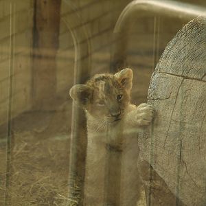 Lion Cubs at London Zoo