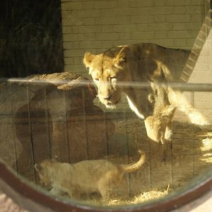 Lion Cubs at London Zoo