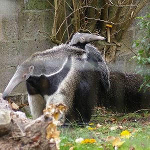 Anteater and Infant