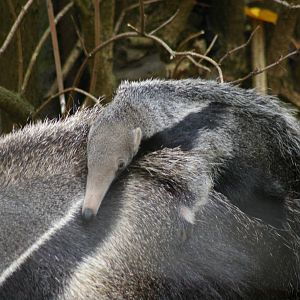 Anteater Infant