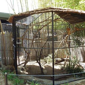 Forest of Uco - Golden Lion Tamarin Exhibit