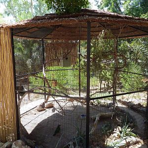 Forest of Uco - Hawk-Headed Parrot Exhibit
