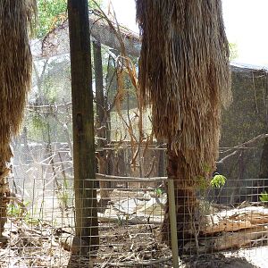 Forest of Uco - White-Faced Saki Exhibit