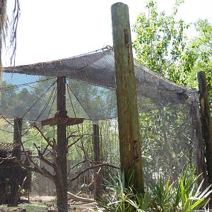 Forest of Uco - Spider Monkey Exhibit