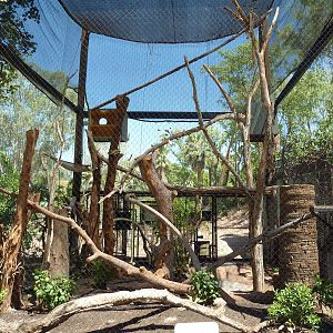 Black Howler Monkey Exhibit
