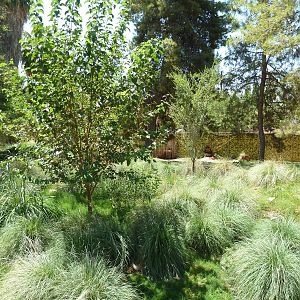 Maned Wolf/Giant Anteater Exhibit