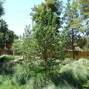 Maned Wolf/Giant Anteater Exhibit