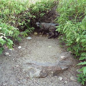 Bobcat Statue