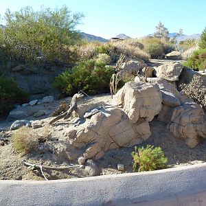 Desert Tortoise Exhibit