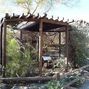Curve-Billed Thrasher Exhibit