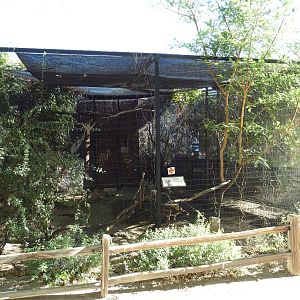 American Kestrel Exhibit