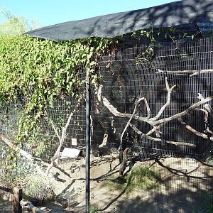Prairie Falcon Exhibit