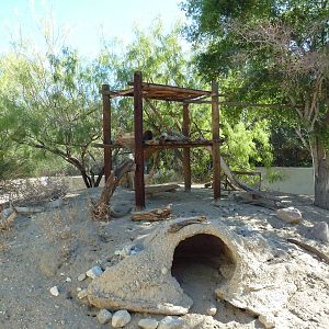 White-Nosed Coati Exhibit