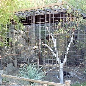 Red-Tailed Hawk Exhibit