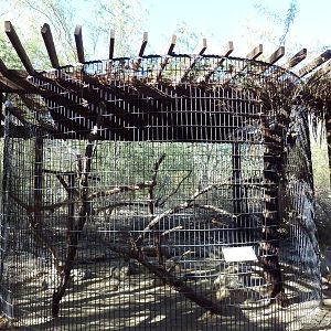 Great Horned Owl Exhibit