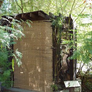 Ferruginous Pygmy Owl Exhibit